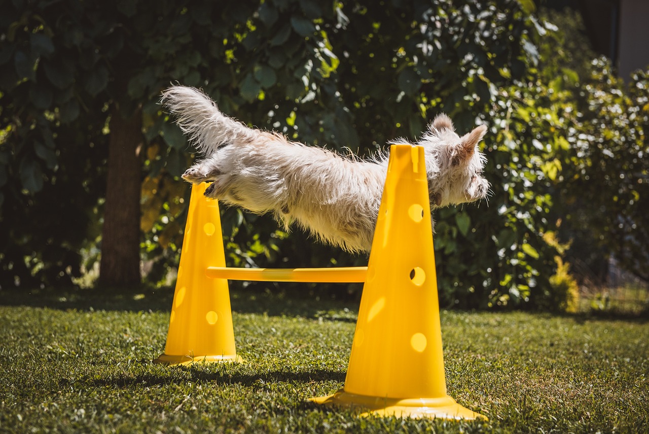 How to Teach Your Dog to Balance Treats on Their Nose